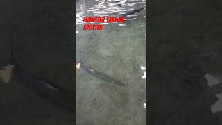 giant Tarpon spotted #tarpon #ponds #outdoors #fishing #fish #florida #shorts