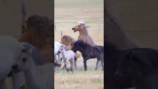 Cavalo-de-przewalski - Cavalo selvagem do deserto da Mongólia