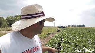 Bean field work. Walking beans. Farm cats!