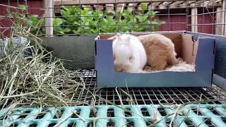 Netherland Dwarf Cute Kits 3 weeks old