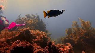 Molasses reef swim through- Key Largo Scuba Diving