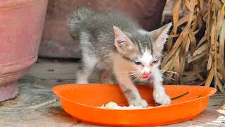 Poor abandoned kitten hungry but scare