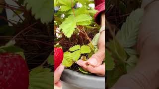 Homegrown Strawberries!?!