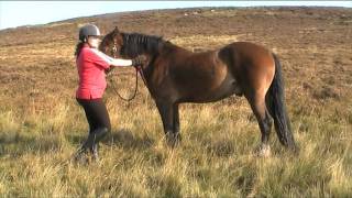 Crafty Ponies! PONY LESSONS - Native U.K Horse and Pony Breeds