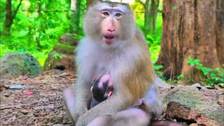 Monkey help 🐒- monkey mom give more love little baby monkey / baby monkey lifestyle