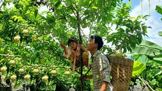 Harvest custard-apple to bring to the market to sell, Grow bananas around the garden, Triệu Văn Tính