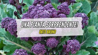 🥦 Alla Scoperta dei BROCCOLI VIOLA - PURPLE SPROUTING BROCCOLI