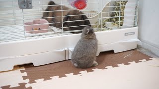 初めて家族以外のうさぎを見た赤ちゃんうさぎの反応【ネザーランドドワーフ】