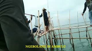 mancing di rumpon kerang ijo, proses angkat baramudi