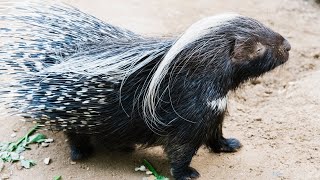 Porcupine Family Eating Together