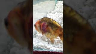 RANCHU LIONHEAD GOLDFISH OPEN SORE