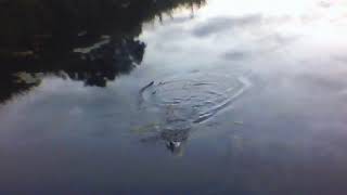 Fishing in Ireland catching a few perch and roach on Irish canal