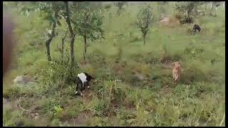 Releasing goats and sheep for grazing