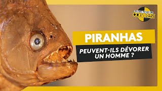 Les piranhas peuvent-ils manger un homme ? Défis Cobayes