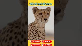 भूख से परेशान चीता #animals #wildanimal #shortsviral