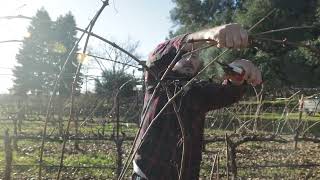 Seasons of the Vineyard - Winter - Pre Pruning