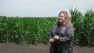 In the Field with BASF — Dr. Darcy Telenko