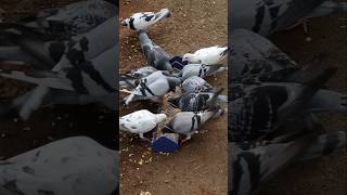 Racing Pigeons Feeding Time 🕊️ #racingpiegon #pigeons #loft #shorts #youtubeshorts