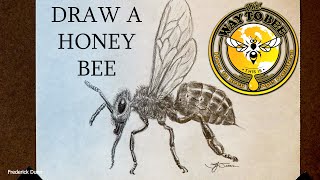 How to draw a Bee Worker realistic with explanation of honey bee anatomy.