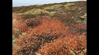 Soberanes Canyon and Garrapata Bluff Trails, Big Sur CA