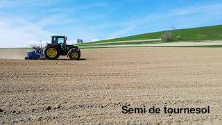 Semis de tournesol