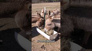 Lunch time! #shorts #donkey #burro #cuteanimals #lunch