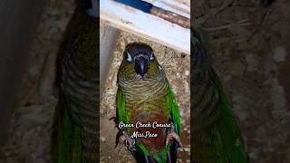 Green Cheek Conure lying upside down inside the nest box| Beautiful Paco|#Shorts