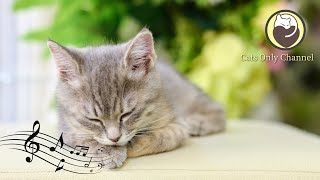 Cat Music - Relaxing Sleep Music, Cat Purring Sounds, Calming Music, Stress Relief