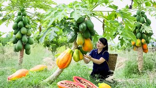 How to Harvest Papaya, goes To Market Sell - Harvesting and Cooking |Tieu Vy Daily Life