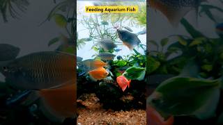 Feeding Fish in Aquarium | Tubifex Worm