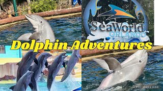 Dolphin Adventures Show | SeaWorld Orlando 2024