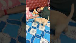 Labrador cuteness #viral #labradorpuppy #playing #shortsviral