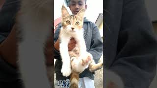 Kucing Bermata Kuning Bulat Kelereng #shorts