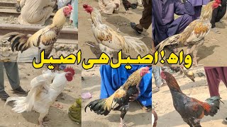 Sindh Aseel Murga mandi | Tando adam 2023 murga bazar |