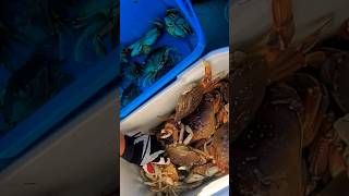 The crabs we ❤️  (Dungeness) #shortvideo #youtubeshorts #reels #vlog #fyp #oregon #seafood #yummy