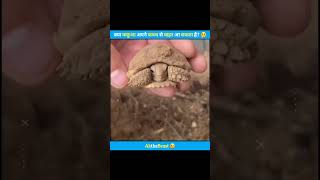 क्या कछुआ अपने कवच से बाहर आ सकता है? | Can a tortoise come out of its shell? #shorts #turtle #beast