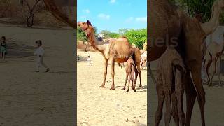 Baby Camel's First Day with Mom