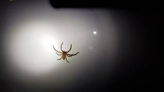 AUSTRALIAN SPIDER, Amit