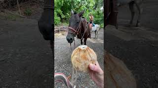 Holding a coconut and a horse in the jungle, life is good.