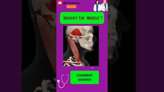 Identify the Muscle of upper limb quiz #anatomy #humananatomy #upperlimuscles