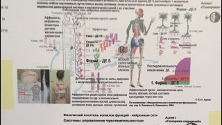 Опубликовано Орто-Форма Юрий Криво