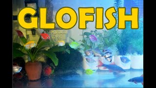 GLOFISH | NEON TETRA