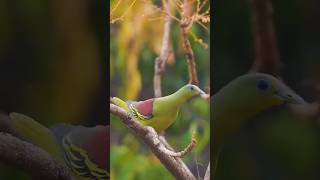 Sri Lanka green pigeon Birds #birds#shortvideo#youtubeshorts#ytshorts#shorts#short#animalworld4k