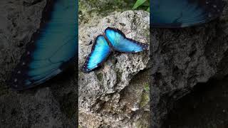 Butterfly Rainforest at the Florida Museum of Natural History. #universityofflorida #florida