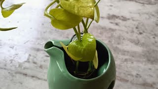 How to grow neon money plant from cuttings in water / Neon money plant propagation in water