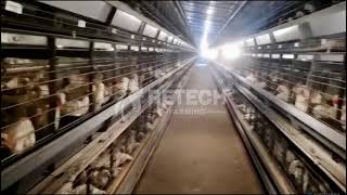 Fully Automatic Poultry Farm Battery Cage System , Chicken Farm Design - RETECH Farming