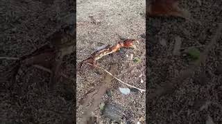 Wild Crab #crab #short  #shortviral