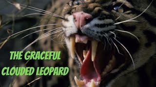 The Enigmatic Clouded Leopard: Secrets of Asia's Mystery Cat