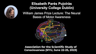 Elisabeth Parés Pujolràs: The Neural Bases of Motor Awareness | ASSC26