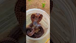 नाग राज का ग़ुस्सा देख  के लोग भी डर  जाएँगे #cobra #snake #korbachhattisgarh #sagar_sahu_0 #viral